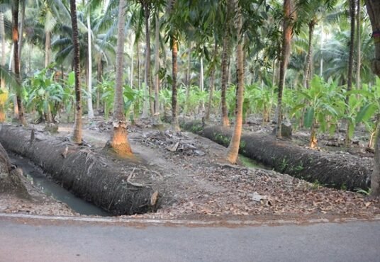ที่ดินอัมพวา